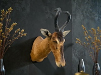 Red hartebeest - zuid-afrika - afbeelding 1 van  8