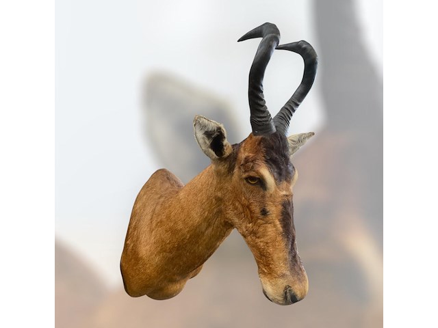 Red hartebeest - zuid-afrika - afbeelding 2 van  8