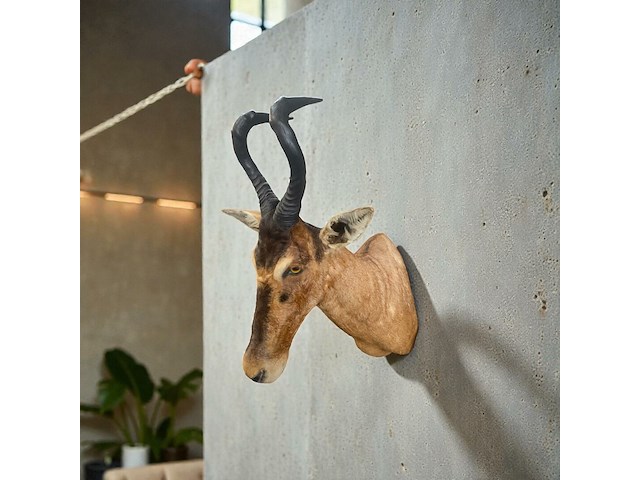 Red hartebeest - zuid-afrika - afbeelding 3 van  8