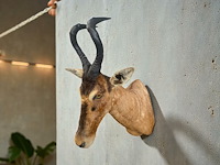 Red hartebeest - zuid-afrika - afbeelding 3 van  8