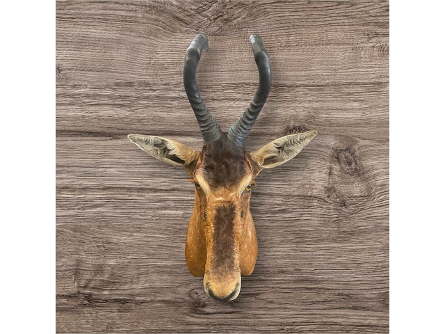 Red hartebeest - zuid-afrika - afbeelding 4 van  8