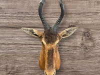 Red hartebeest - zuid-afrika - afbeelding 4 van  8