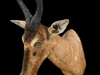 Red hartebeest - zuid-afrika - afbeelding 5 van  8