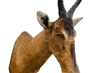 Red hartebeest - zuid-afrika - afbeelding 6 van  8