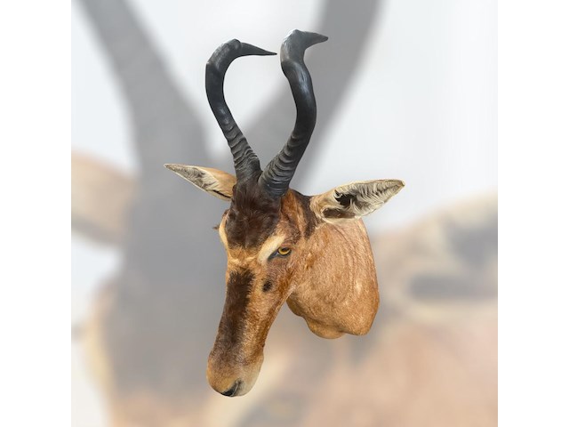 Red hartebeest - zuid-afrika - afbeelding 7 van  8