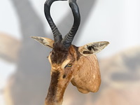 Red hartebeest - zuid-afrika - afbeelding 7 van  8