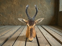 Red hartebeest - zuid-afrika - afbeelding 8 van  8