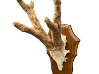 Ree - schedel met gewei met bast - afbeelding 1 van  4