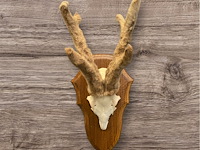 Ree - schedel met gewei met bast - afbeelding 2 van  4