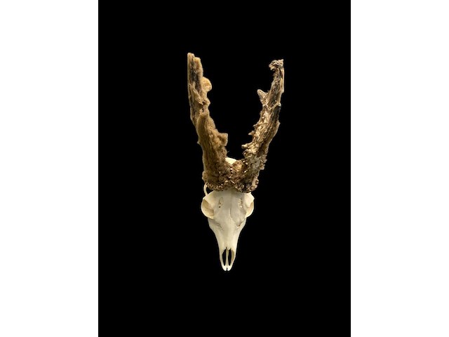 Ree - schedel met gewei met bast - afbeelding 1 van  3