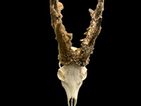 Ree - schedel met gewei met bast - afbeelding 1 van  3