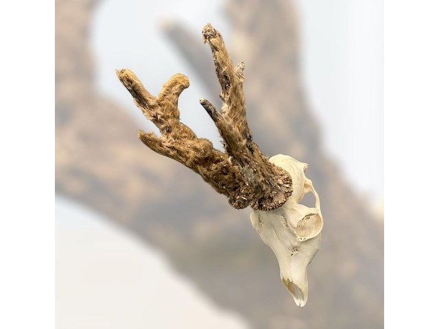 Ree - schedel met gewei met bast - afbeelding 2 van  3