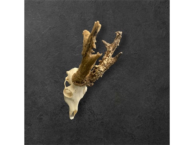 Ree - schedel met gewei met bast - afbeelding 3 van  3