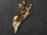 Ree - schedel met gewei met bast - afbeelding 3 van  3