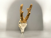 Ree - schedel met gewei met bast - afbeelding 2 van  3