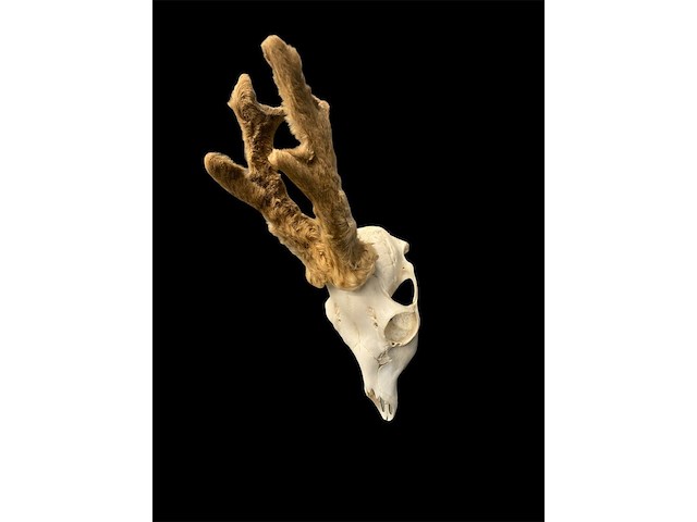 Ree - schedel met gewei met bast - afbeelding 3 van  3