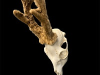 Ree - schedel met gewei met bast - afbeelding 3 van  3