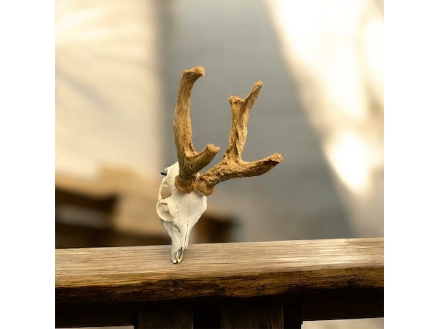 Ree - schedel met gewei met bast - afbeelding 1 van  3