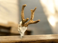 Ree - schedel met gewei met bast - afbeelding 1 van  3