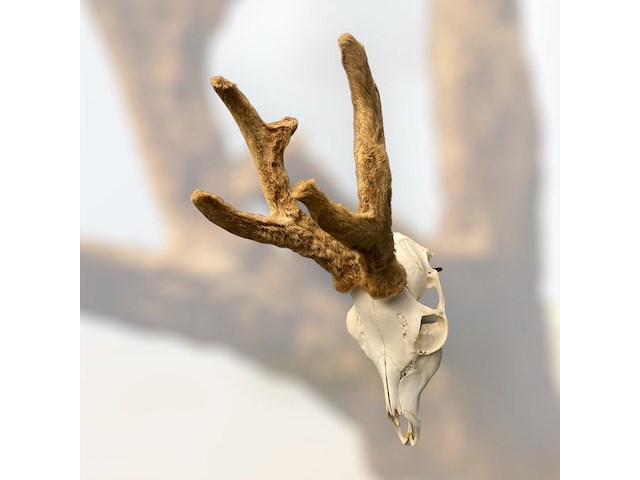 Ree - schedel met gewei met bast - afbeelding 2 van  3