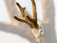 Ree - schedel met gewei met bast - afbeelding 2 van  3