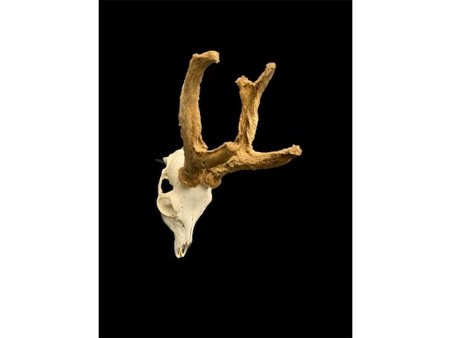 Ree - schedel met gewei met bast - afbeelding 3 van  3