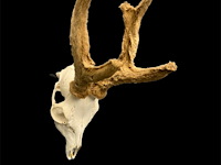 Ree - schedel met gewei met bast - afbeelding 3 van  3