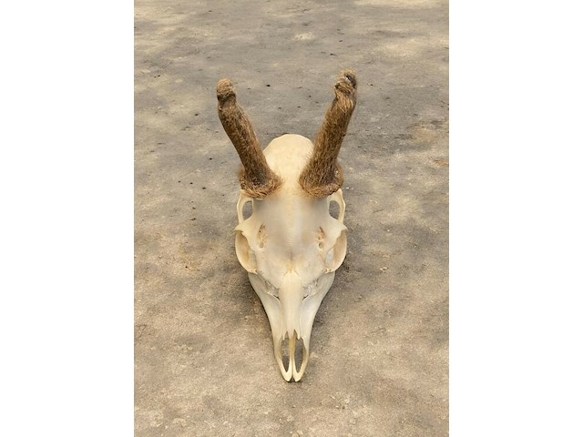 Ree - schedel met gewei met bast - afbeelding 1 van  3