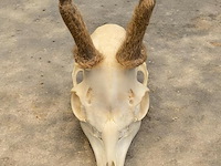 Ree - schedel met gewei met bast - afbeelding 1 van  3