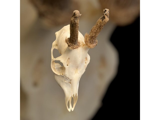 Ree - schedel met gewei met bast - afbeelding 2 van  3