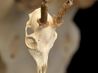 Ree - schedel met gewei met bast - afbeelding 2 van  3