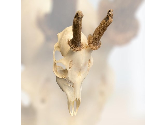 Ree - schedel met gewei met bast - afbeelding 3 van  3