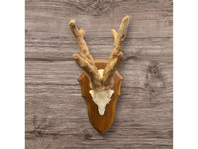 Ree - schedel met gewei met bast - afbeelding 2 van  4