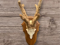 Ree - schedel met gewei met bast - afbeelding 2 van  4