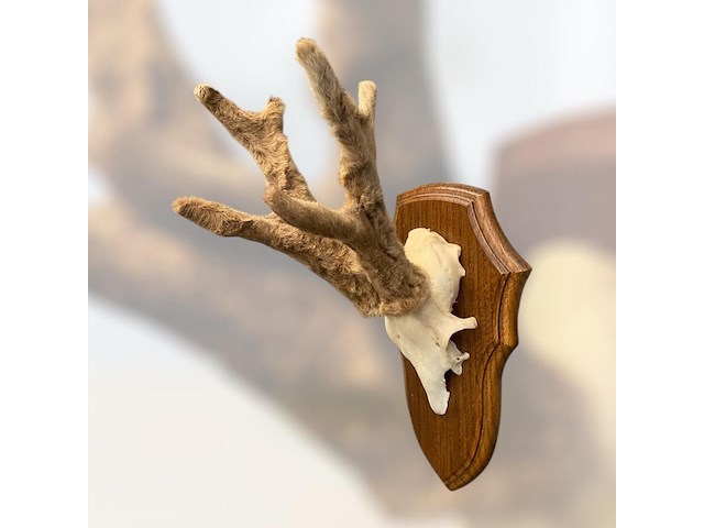 Ree - schedel met gewei met bast - afbeelding 3 van  4
