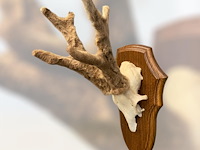 Ree - schedel met gewei met bast - afbeelding 3 van  4