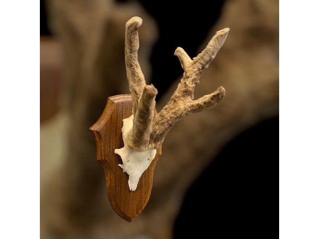 Ree - schedel met gewei met bast - afbeelding 4 van  4