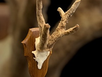 Ree - schedel met gewei met bast - afbeelding 4 van  4
