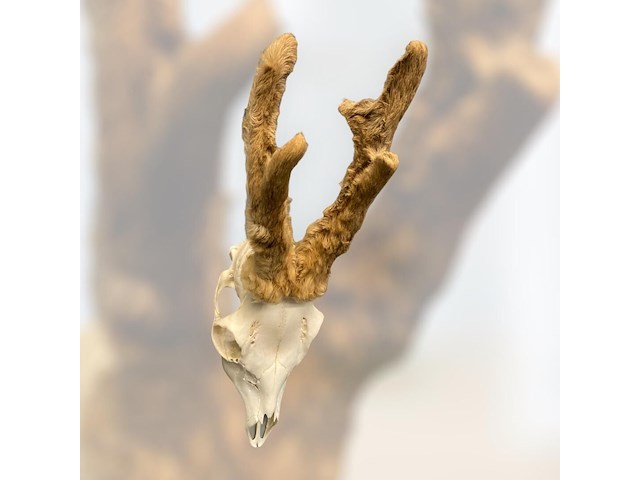 Ree - schedel met gewei met bast - afbeelding 1 van  3