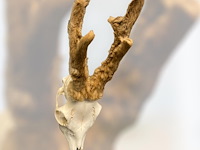 Ree - schedel met gewei met bast - afbeelding 1 van  3