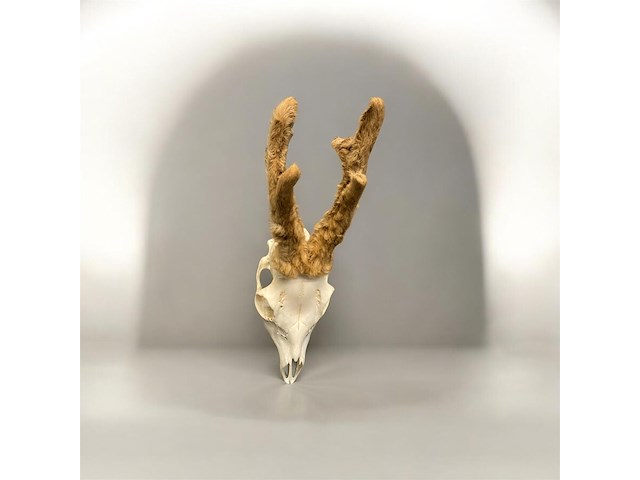 Ree - schedel met gewei met bast - afbeelding 2 van  3