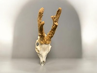 Ree - schedel met gewei met bast - afbeelding 2 van  3