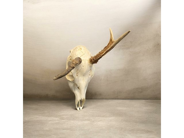 Ree - schedel met gewei - afbeelding 1 van  4