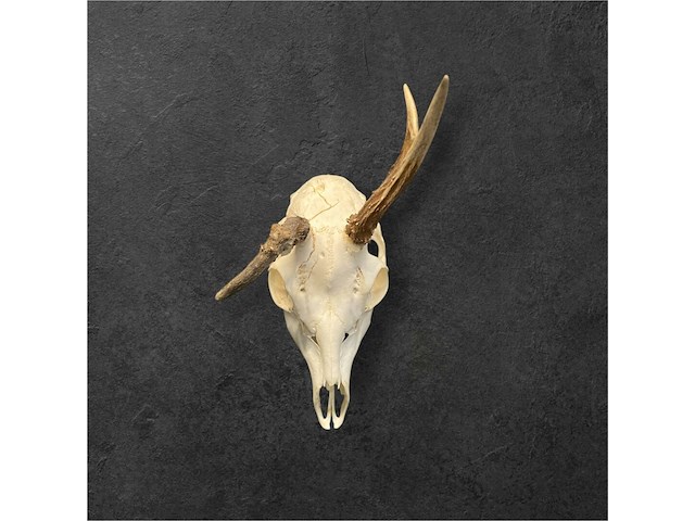 Ree - schedel met gewei - afbeelding 2 van  4