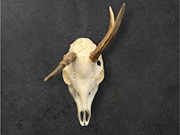 Ree - schedel met gewei - afbeelding 2 van  4