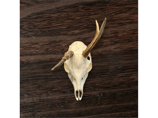 Ree - schedel met gewei - afbeelding 3 van  4