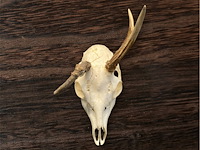 Ree - schedel met gewei - afbeelding 3 van  4