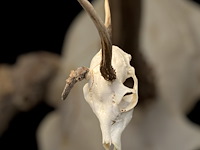 Ree - schedel met gewei - afbeelding 4 van  4