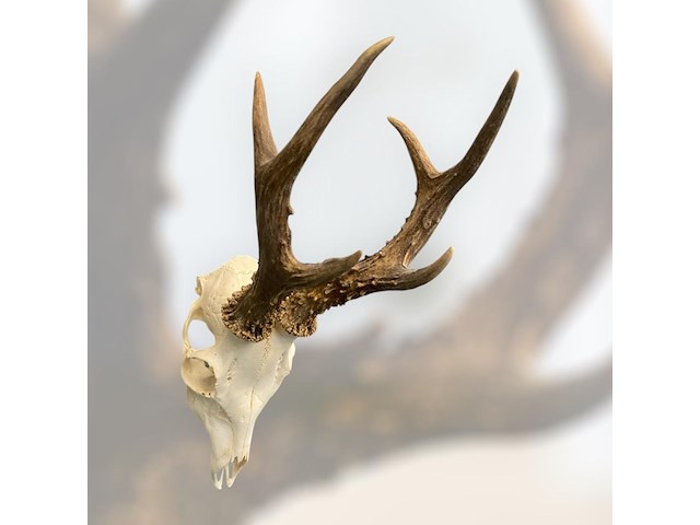 Ree - schedel met gewei - afbeelding 1 van  4