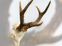 Ree - schedel met gewei - afbeelding 1 van  4